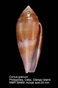 Conus granum (3)